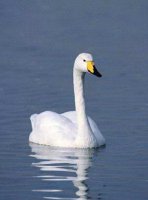 Whooping swan